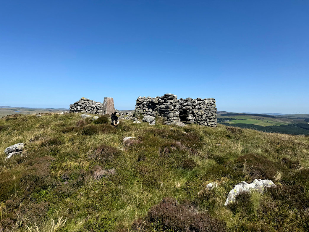 Mwdwl-eithin Mwdwl-eithin