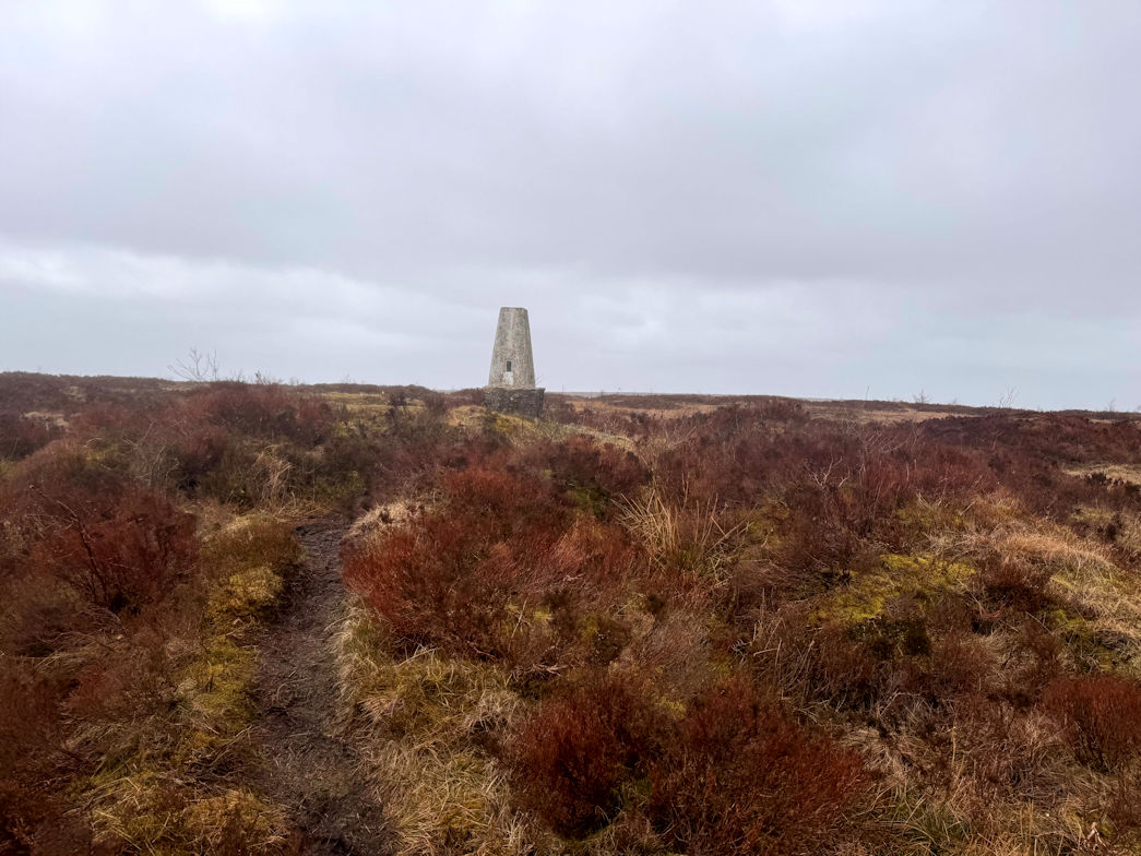 Featherbed Moss Featherbed Moss