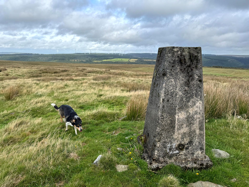Pen Crug Melyn Pen Crug Melyn